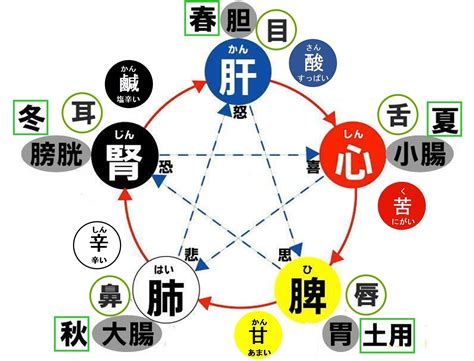 胃 五行|六腑